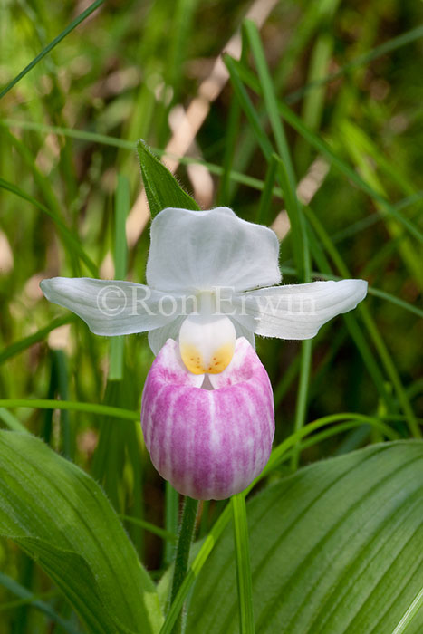 Showy Lady's Slipper