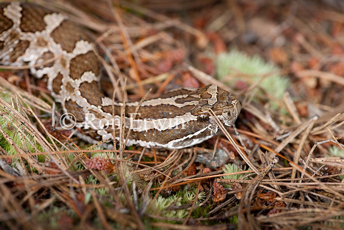 Massasauga Rattlesnake