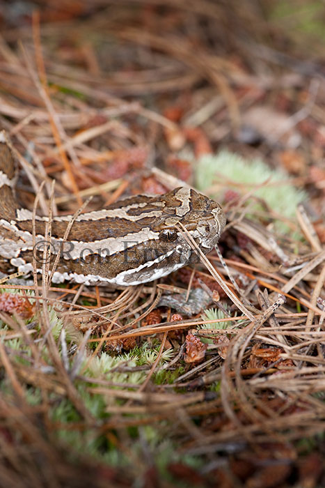 Massasauga Rattlesnake