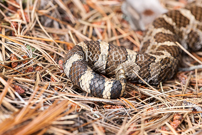 Rattlesnake Tail
