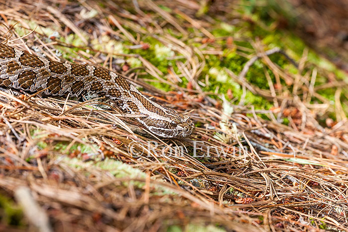 Eastern Massasauga Rattlesnake