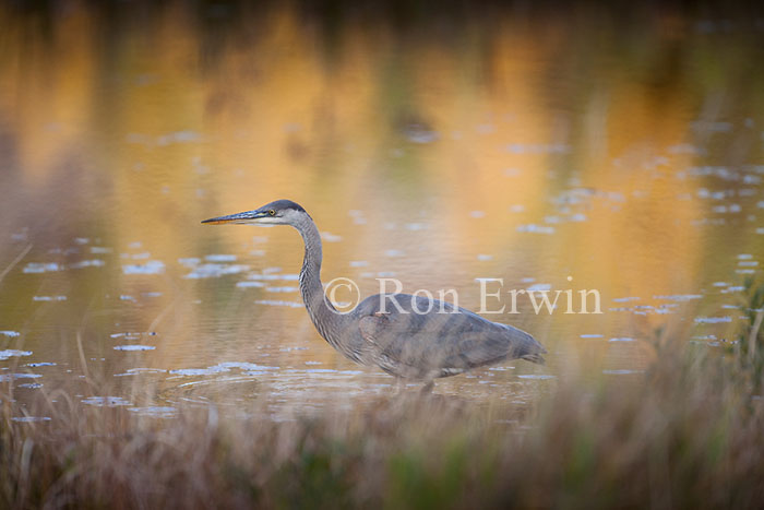 Great Blue Heron