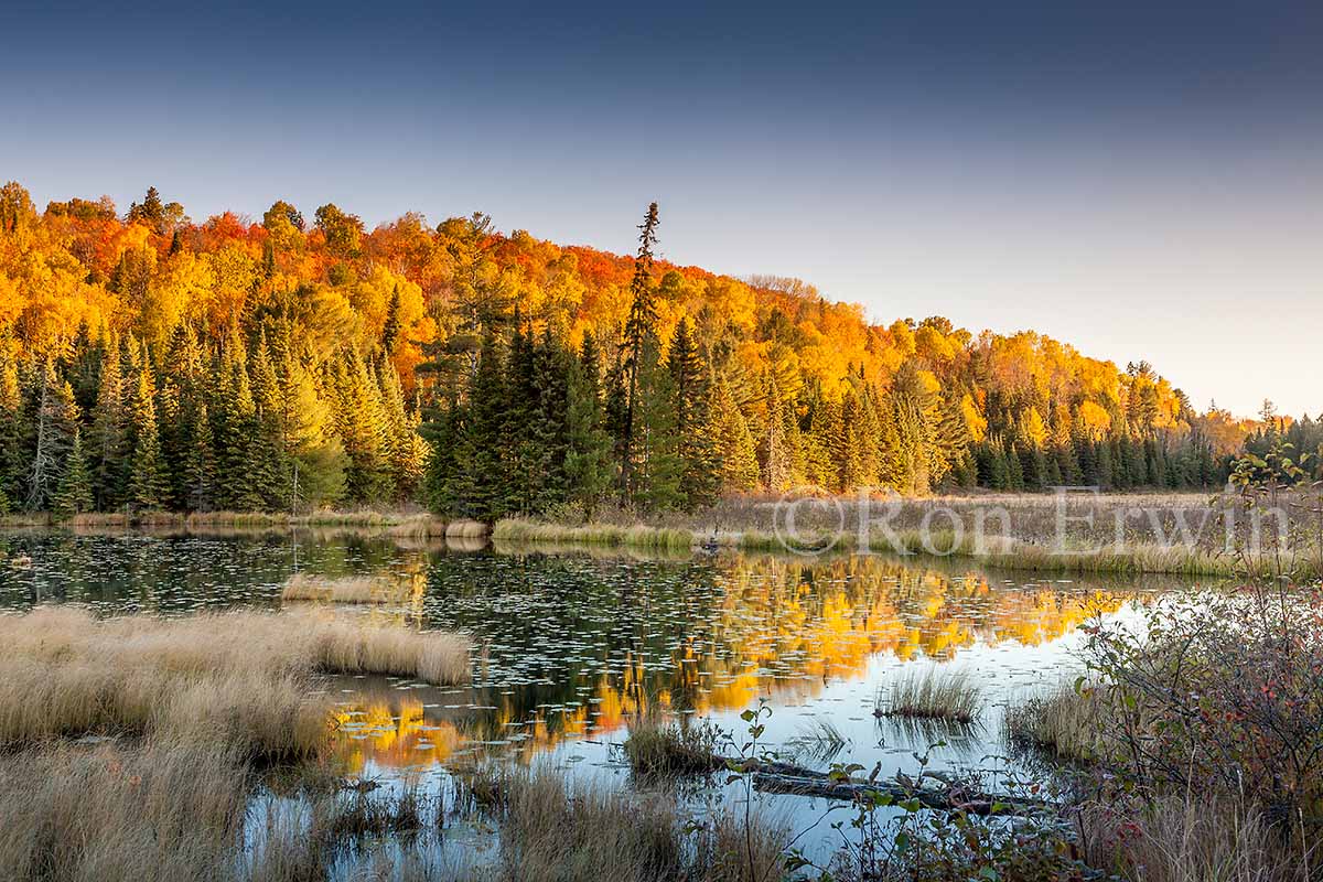 Frosted Algonquin Wetlands