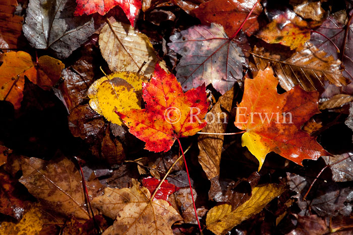 Fallen Leaves