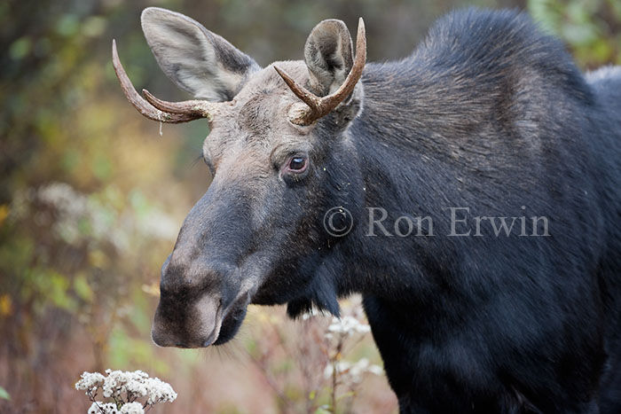 Young Male Moose