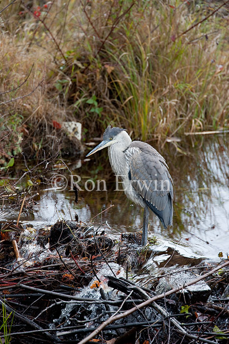 Blue Heron on Dam