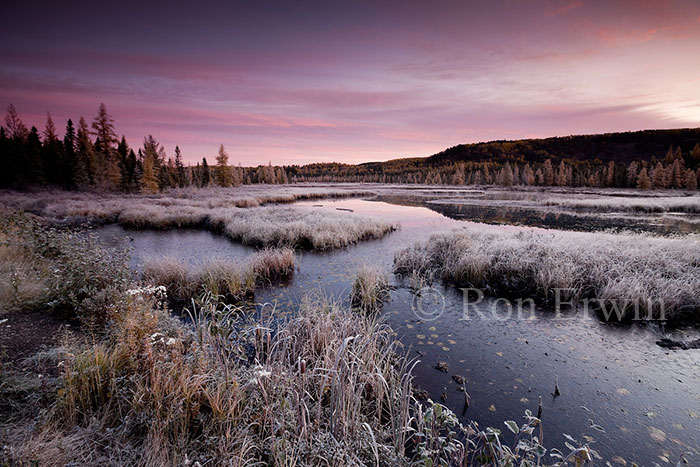 Frost on Costello Creek, ON