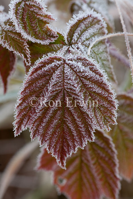 Frosted Leaves