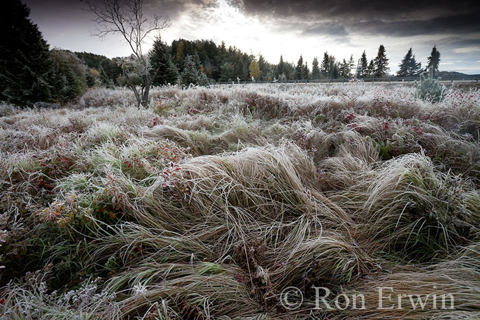 Fall Frost in Algonquin