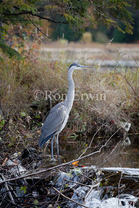Great Blue Heron in Autumn