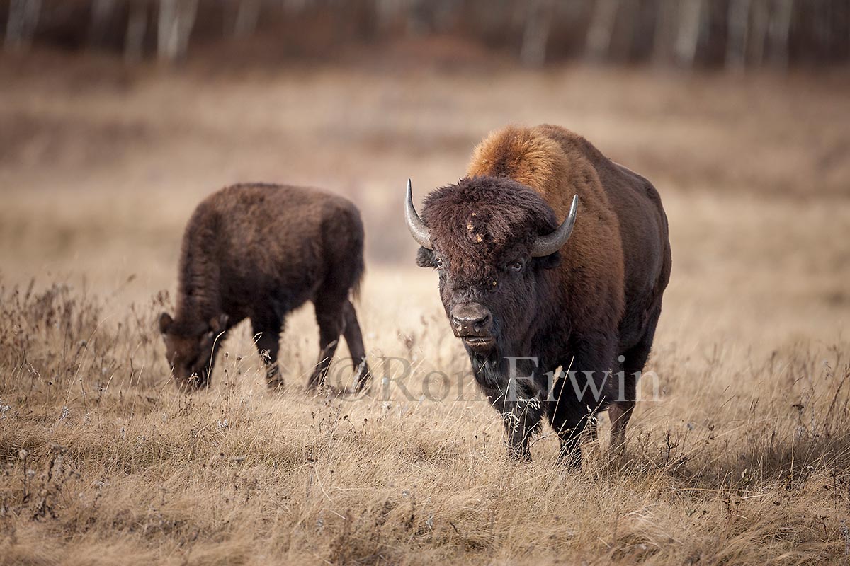 Plains Bison