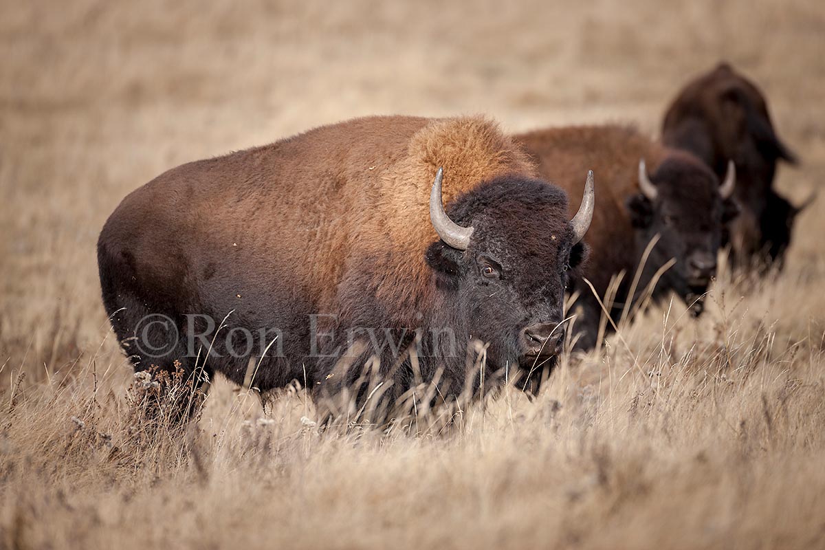 Plains Bison
