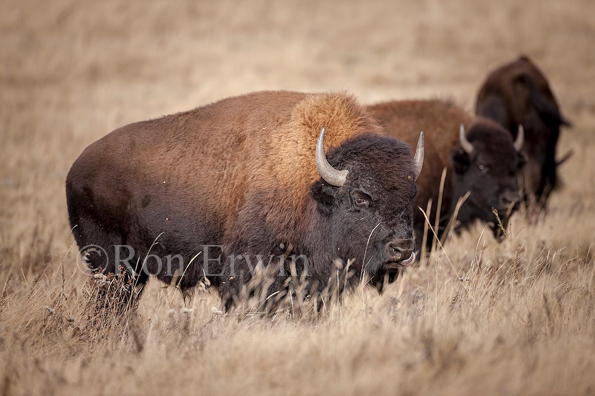 Plains Bison