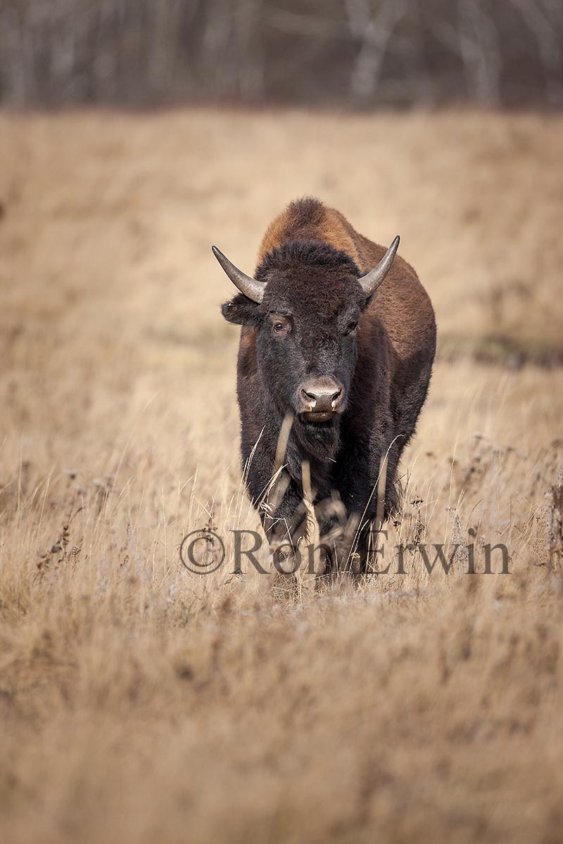 Plains Bison
