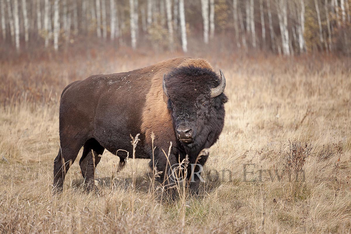 Plains Bison