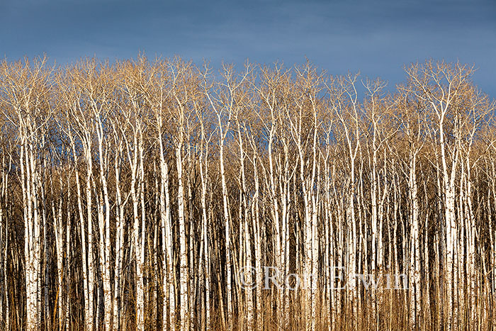 Aspen Parkland, Manitoba