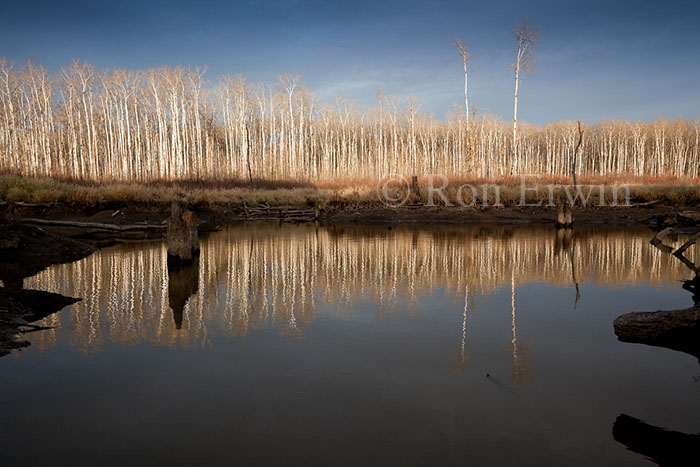 Aspen Parkland and Wetlands