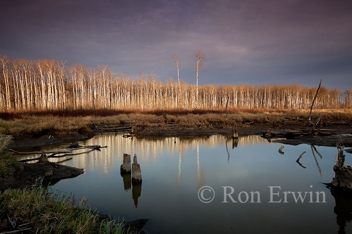 Manitoba Wetlands