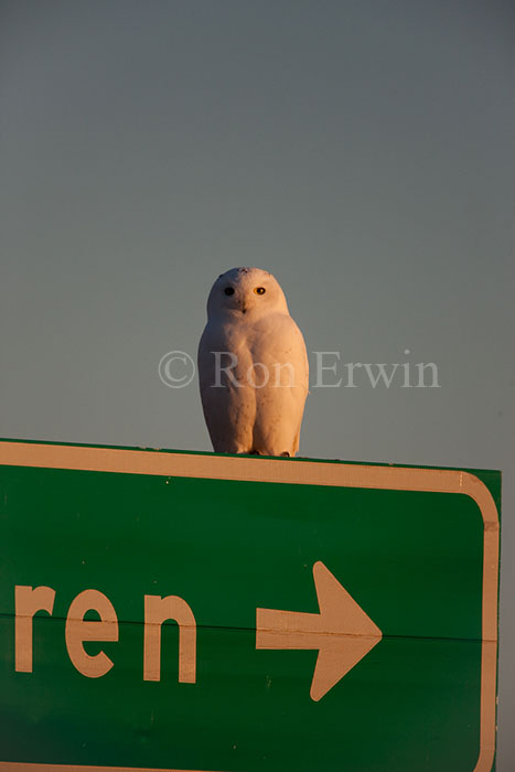 Snowy Owl