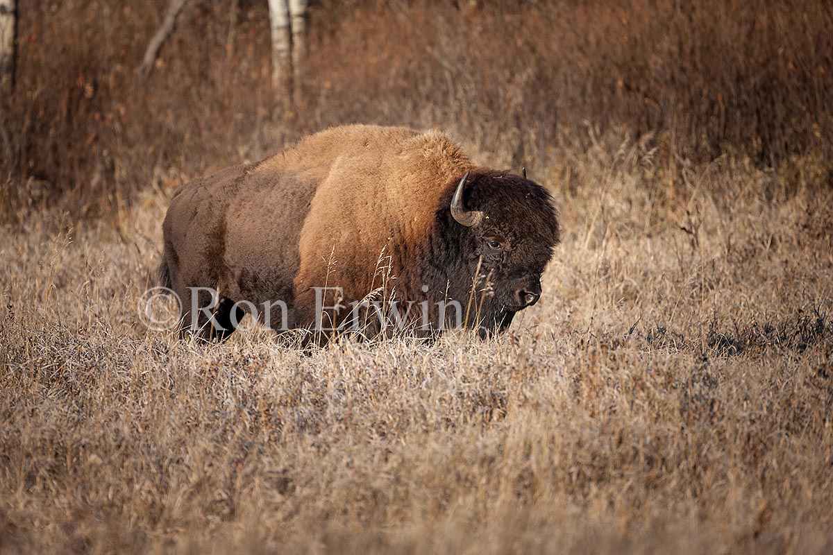 Plains Bison