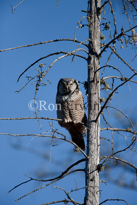 Northern Hawk Owl