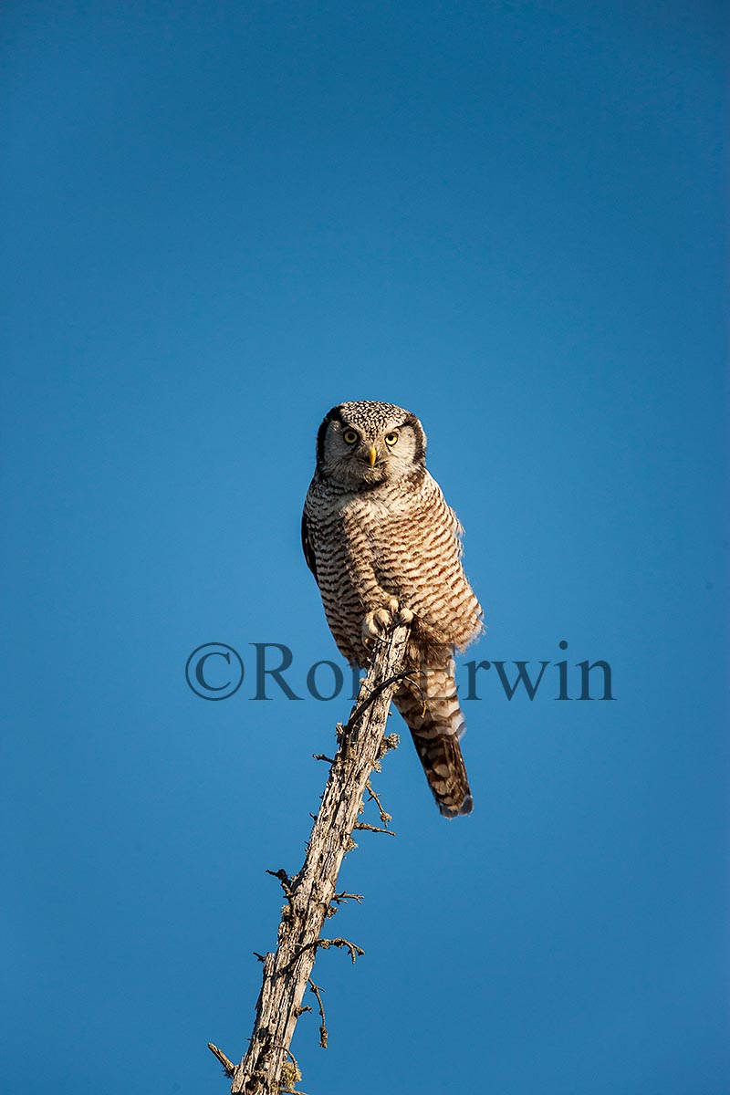 Northern Hawk Owl