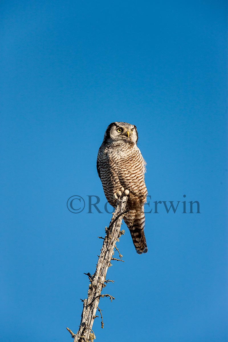 Northern Hawk Owl