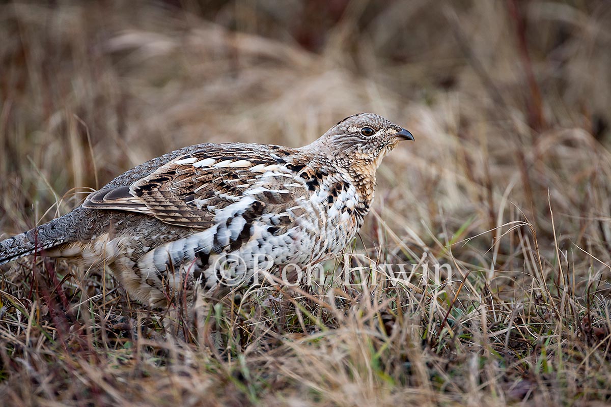 Ruffed Grouse