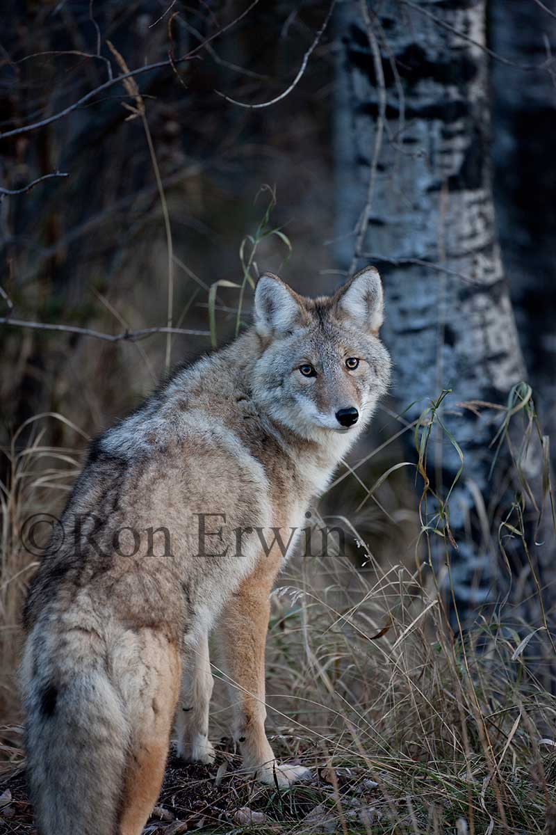 Coyote