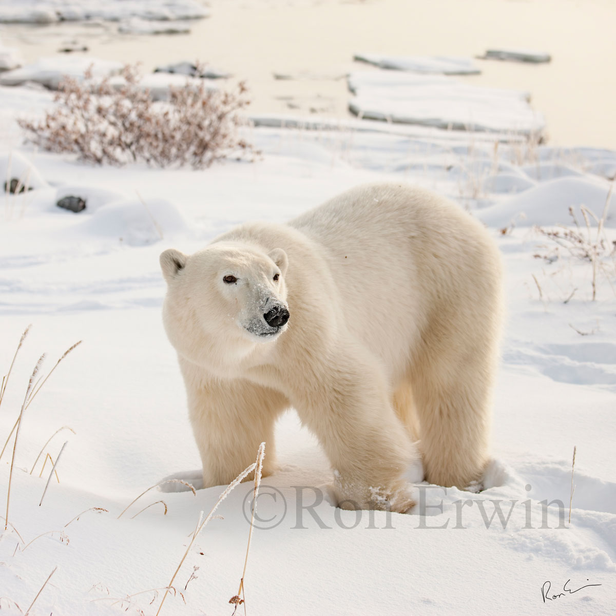 Polar Bear By the Bay