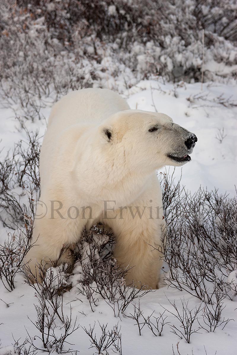 Polar Bear