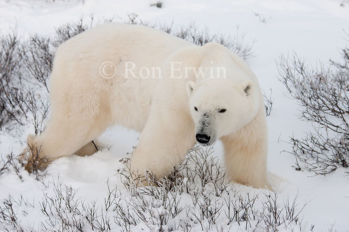 Polar Bear in Willows