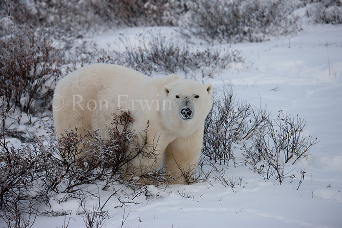 Polar Bear