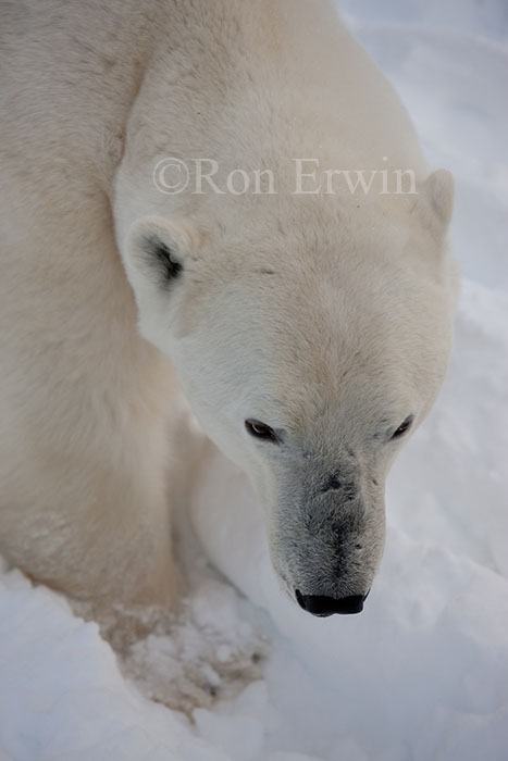 Polar Bear Head
