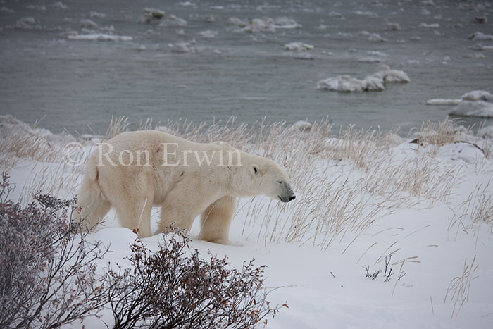 Polar Bear at Hudson Bay