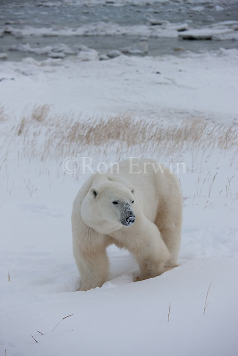Polar Bear at Hudson Bay