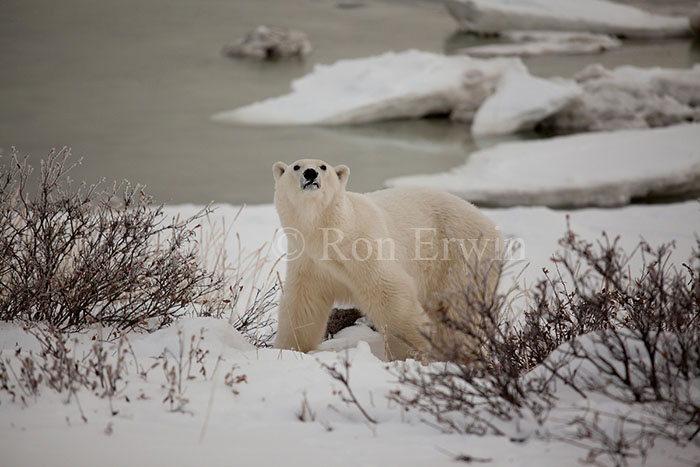 Polar Bear Looking Up