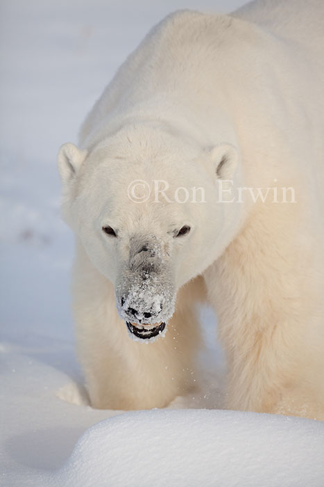 Fierce Polar Bear