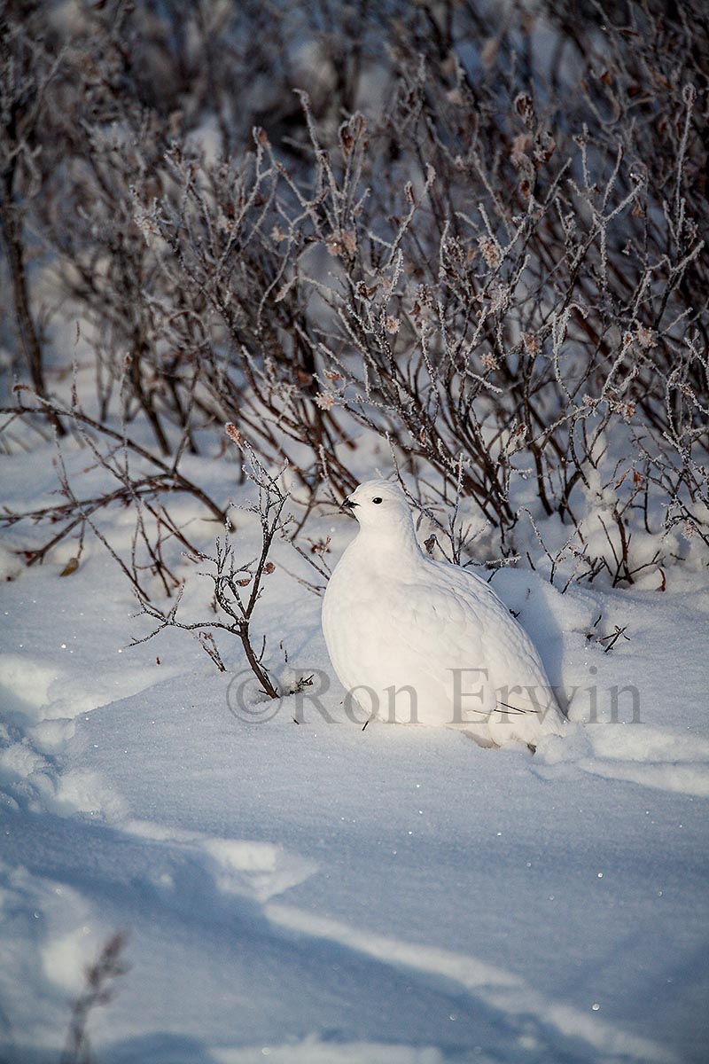 Willow Ptarmigan