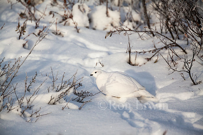 Willow Ptarmigans in Winter Plumage