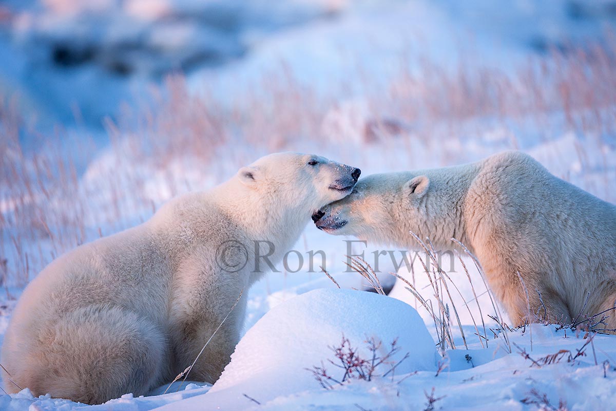 Nuzzling Polar Bears