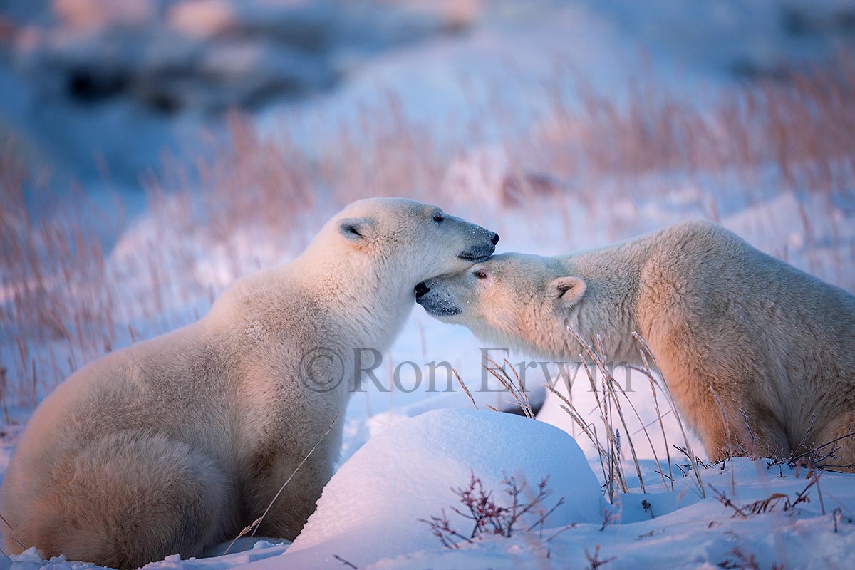 Polar Bears  Nuzzling