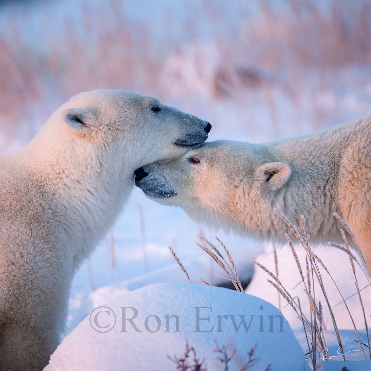 Nuzzling Polar Bears