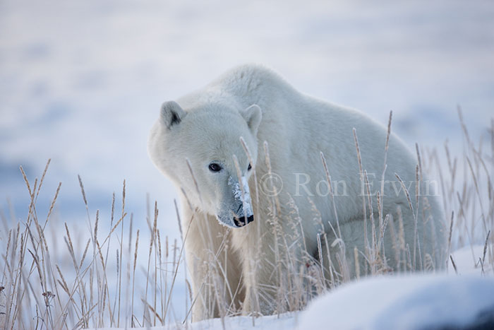 Polar Bear Sitting in Sea Lyme Grass
