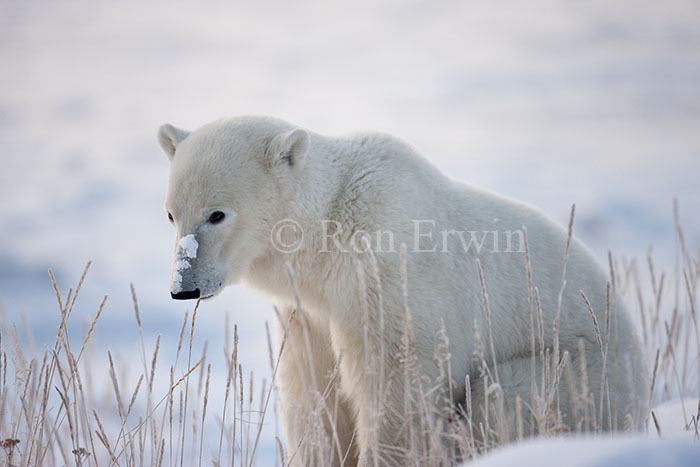 Polar Bear Sitting in Sea Lyme Grass
