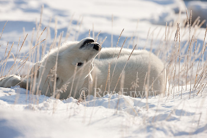 Rolling Polar Bear