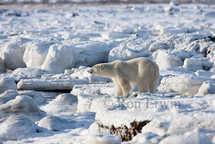 Polar Bear Standing on Ice