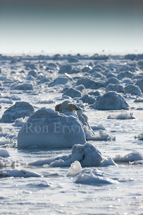 Polar Bear on Ice Pillar