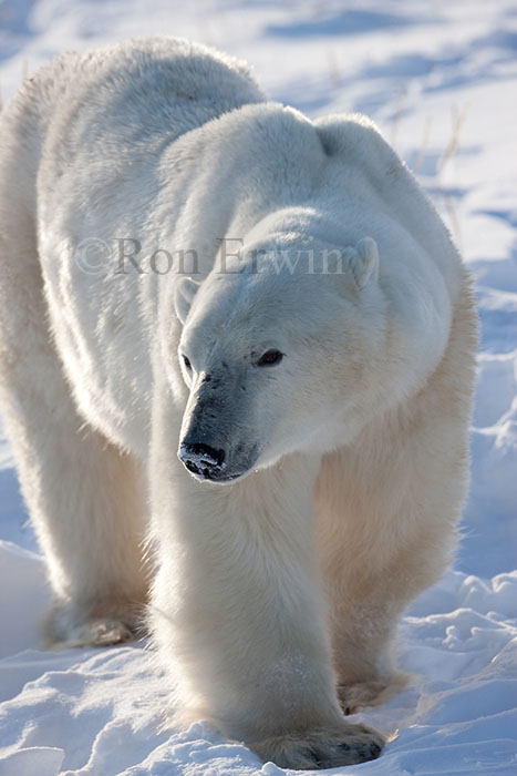 Back-lit Polar Bear