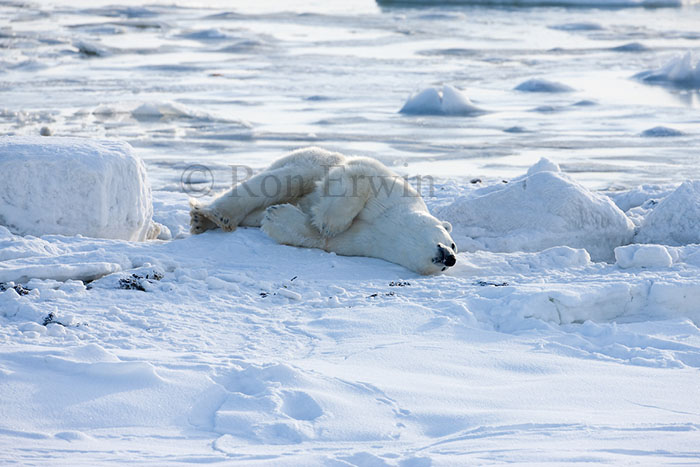 Rolling Polar Bear